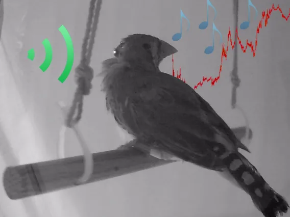 Black and white photo of bird with sound icons added in