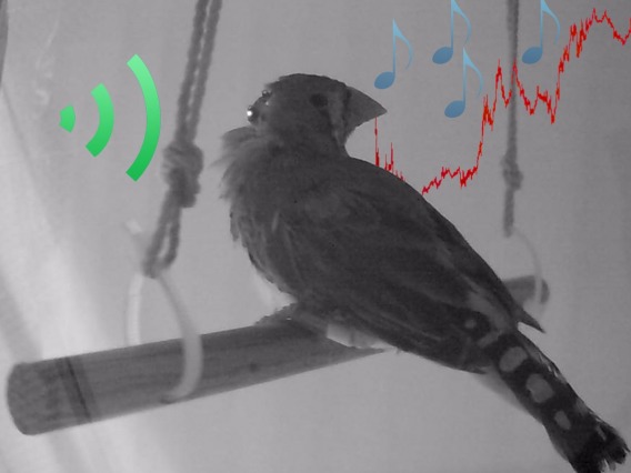 Black and white photo of bird with sound icons added in