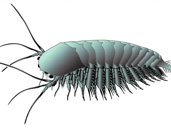 Illustration of ancient arthropod