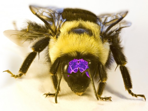 Close up of Bee with brain highlighted in purple