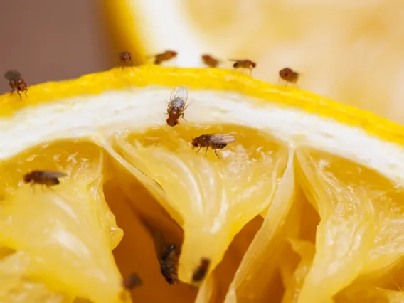 Close up of fruit flies eating an orange