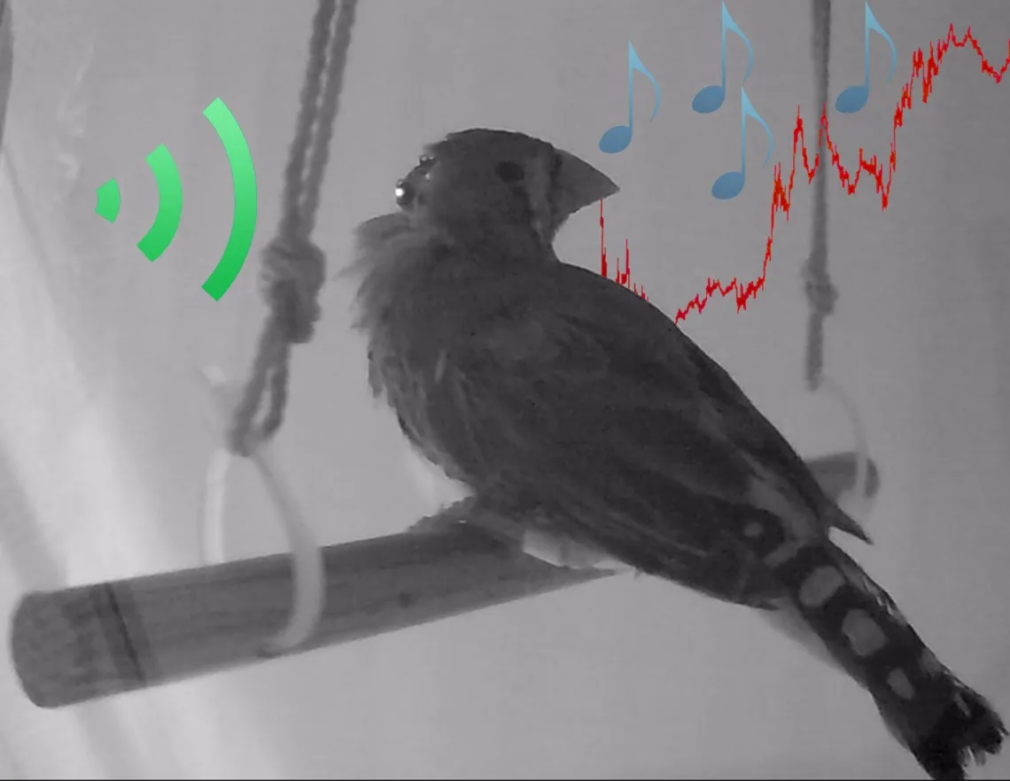 Black and white photo of bird with sound icons added in