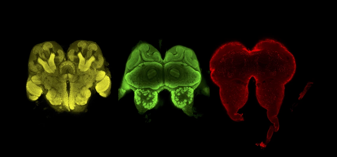 Imaging of ant brains