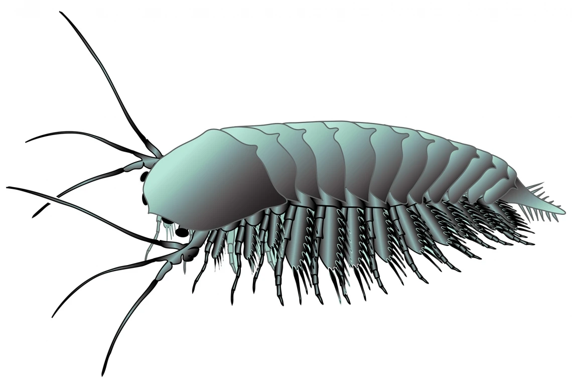 Illustration of ancient arthropod