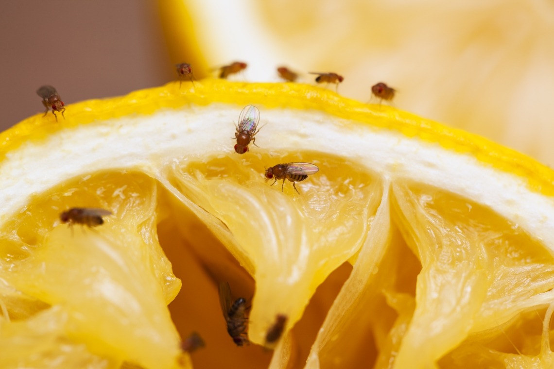 Close up of fruit flies eating an orange