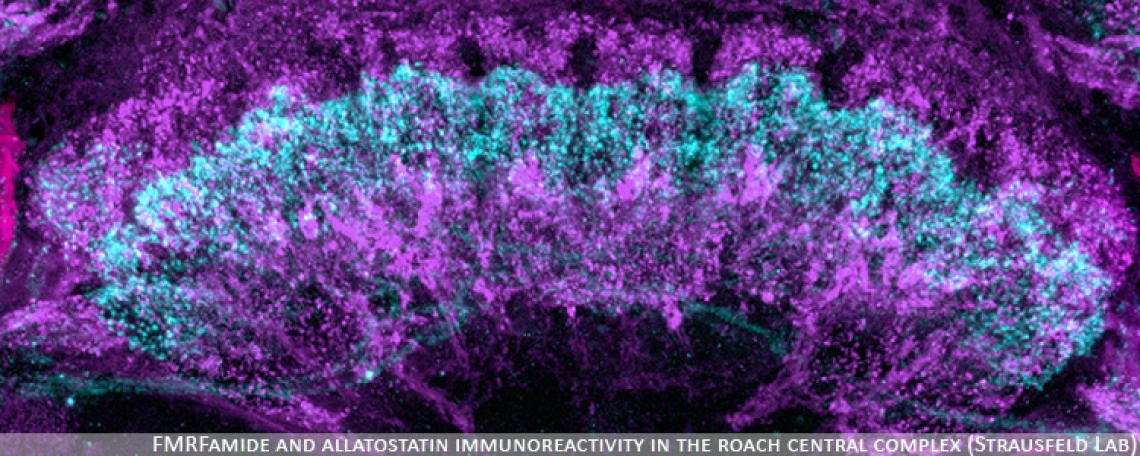 Cells in teal and purple