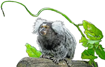 Marmoset