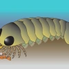 Illustration of what the Mollisonia animal would have looked like at the time it lived, more than 500 million years ago