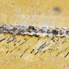 Jianfengia